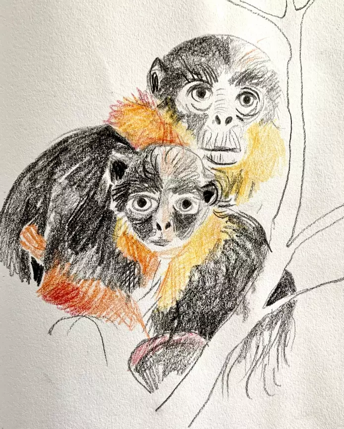 a coloured pencil drawing of a pair of cunabus monkeys. They are hugging each other in a tree, their fur is black and orange/ red around their necks. The have very human faces and an intense gaze